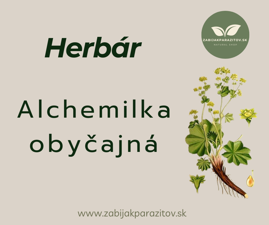 Herbár : Alchemilka obyčajná - Zabijak parazitov