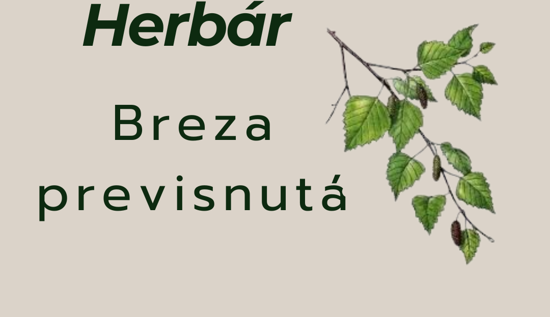 breza previsnutá