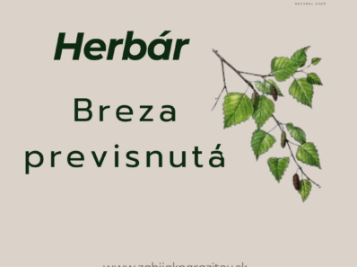 breza previsnutá