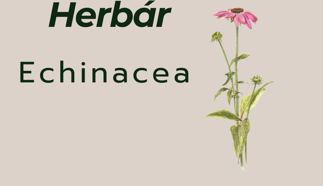 Echinacea - Zabijakparazitov.sk